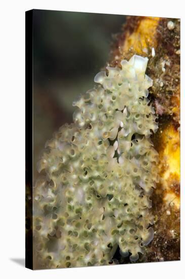 Lettuce Sea Slug (Elysia Crispata), Dominica, West Indies, Caribbean, Central America-Lisa Collins-Stretched Canvas