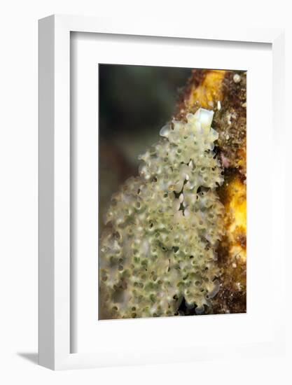 Lettuce Sea Slug (Elysia Crispata), Dominica, West Indies, Caribbean, Central America-Lisa Collins-Framed Photographic Print