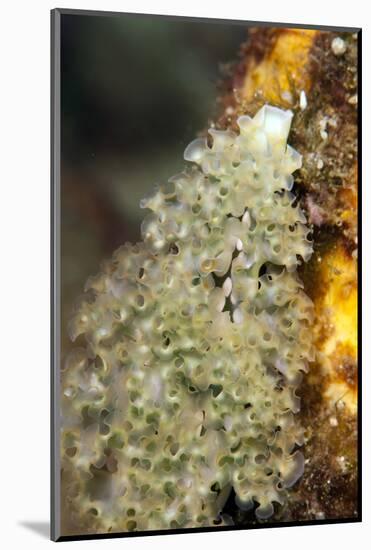 Lettuce Sea Slug (Elysia Crispata), Dominica, West Indies, Caribbean, Central America-Lisa Collins-Mounted Photographic Print