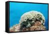 Lettuce Sea Slug, Tridachia Crispata, Netherlands Antilles, Bonaire, Caribbean Sea-Reinhard Dirscherl-Framed Stretched Canvas