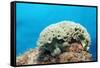 Lettuce Sea Slug, Tridachia Crispata, Netherlands Antilles, Bonaire, Caribbean Sea-Reinhard Dirscherl-Framed Stretched Canvas