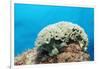 Lettuce Sea Slug, Tridachia Crispata, Netherlands Antilles, Bonaire, Caribbean Sea-Reinhard Dirscherl-Framed Premium Photographic Print