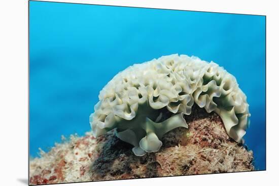 Lettuce Sea Slug, Tridachia Crispata, Netherlands Antilles, Bonaire, Caribbean Sea-Reinhard Dirscherl-Mounted Premium Photographic Print