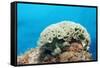 Lettuce Sea Slug, Tridachia Crispata, Netherlands Antilles, Bonaire, Caribbean Sea-Reinhard Dirscherl-Framed Stretched Canvas