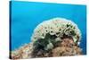 Lettuce Sea Slug, Tridachia Crispata, Netherlands Antilles, Bonaire, Caribbean Sea-Reinhard Dirscherl-Stretched Canvas