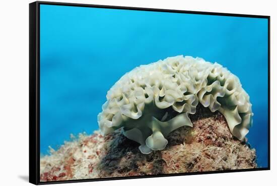 Lettuce Sea Slug, Tridachia Crispata, Netherlands Antilles, Bonaire, Caribbean Sea-Reinhard Dirscherl-Framed Stretched Canvas