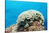 Lettuce Sea Slug, Tridachia Crispata, Netherlands Antilles, Bonaire, Caribbean Sea-Reinhard Dirscherl-Stretched Canvas