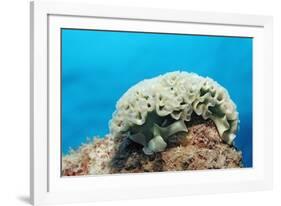 Lettuce Sea Slug, Tridachia Crispata, Netherlands Antilles, Bonaire, Caribbean Sea-Reinhard Dirscherl-Framed Photographic Print