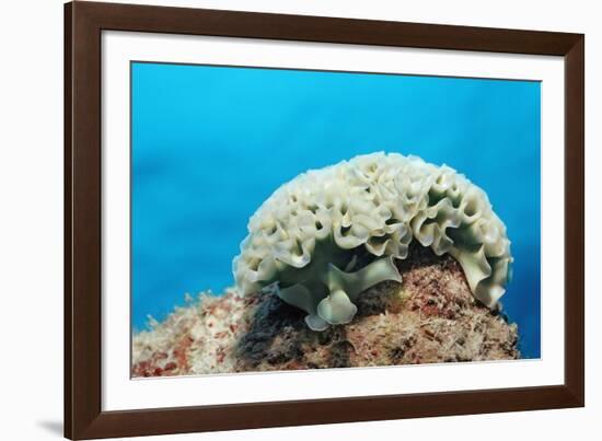 Lettuce Sea Slug, Tridachia Crispata, Netherlands Antilles, Bonaire, Caribbean Sea-Reinhard Dirscherl-Framed Photographic Print