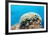 Lettuce Sea Slug, Tridachia Crispata, Netherlands Antilles, Bonaire, Caribbean Sea-Reinhard Dirscherl-Framed Photographic Print