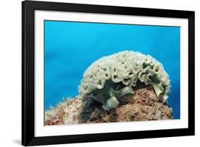 Lettuce Sea Slug, Tridachia Crispata, Netherlands Antilles, Bonaire, Caribbean Sea-Reinhard Dirscherl-Framed Photographic Print