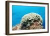 Lettuce Sea Slug, Tridachia Crispata, Netherlands Antilles, Bonaire, Caribbean Sea-Reinhard Dirscherl-Framed Photographic Print