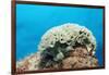 Lettuce Sea Slug, Tridachia Crispata, Netherlands Antilles, Bonaire, Caribbean Sea-Reinhard Dirscherl-Framed Photographic Print