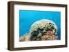 Lettuce Sea Slug, Tridachia Crispata, Netherlands Antilles, Bonaire, Caribbean Sea-Reinhard Dirscherl-Framed Photographic Print