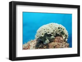 Lettuce Sea Slug, Tridachia Crispata, Netherlands Antilles, Bonaire, Caribbean Sea-Reinhard Dirscherl-Framed Photographic Print