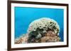 Lettuce Sea Slug, Tridachia Crispata, Netherlands Antilles, Bonaire, Caribbean Sea-Reinhard Dirscherl-Framed Photographic Print