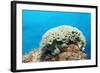 Lettuce Sea Slug, Tridachia Crispata, Netherlands Antilles, Bonaire, Caribbean Sea-Reinhard Dirscherl-Framed Photographic Print