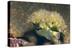 Lettuce Sea Slug-Hal Beral-Stretched Canvas