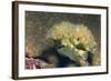 Lettuce Sea Slug-Hal Beral-Framed Photographic Print