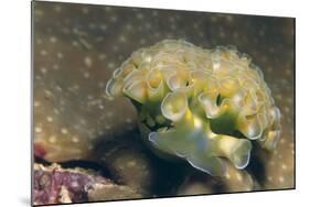 Lettuce Sea Slug-Hal Beral-Mounted Photographic Print