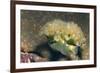 Lettuce Sea Slug-Hal Beral-Framed Photographic Print