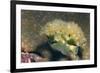 Lettuce Sea Slug-Hal Beral-Framed Photographic Print