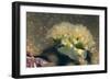 Lettuce Sea Slug-Hal Beral-Framed Photographic Print