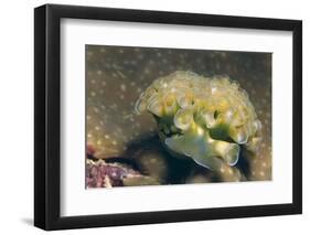 Lettuce Sea Slug-Hal Beral-Framed Photographic Print