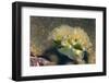 Lettuce Sea Slug-Hal Beral-Framed Photographic Print