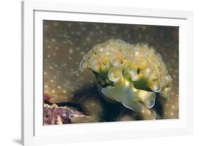 Lettuce Sea Slug-Hal Beral-Framed Photographic Print