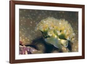 Lettuce Sea Slug-Hal Beral-Framed Photographic Print