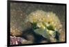 Lettuce Sea Slug-Hal Beral-Framed Photographic Print