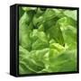 Lettuce-Alexander Feig-Framed Stretched Canvas