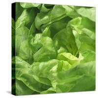 Lettuce-Alexander Feig-Stretched Canvas