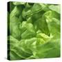 Lettuce-Alexander Feig-Stretched Canvas