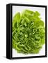 Lettuce-Barbara Lutterbeck-Framed Stretched Canvas