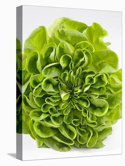 Lettuce-Barbara Lutterbeck-Stretched Canvas