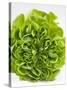 Lettuce-Barbara Lutterbeck-Stretched Canvas