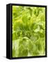 Lettuce-null-Framed Stretched Canvas