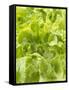 Lettuce-null-Framed Stretched Canvas