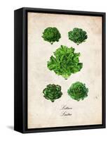 Lettuce-null-Framed Stretched Canvas