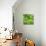 Lettuce-Alexander Feig-Photographic Print displayed on a wall