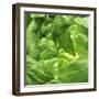 Lettuce-Alexander Feig-Framed Photographic Print