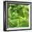 Lettuce-Alexander Feig-Framed Photographic Print