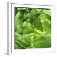 Lettuce-Alexander Feig-Framed Photographic Print