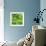 Lettuce-Alexander Feig-Framed Photographic Print displayed on a wall