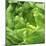 Lettuce-Alexander Feig-Mounted Photographic Print