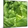 Lettuce-Alexander Feig-Mounted Photographic Print