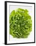 Lettuce-Barbara Lutterbeck-Framed Photographic Print