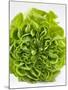 Lettuce-Barbara Lutterbeck-Mounted Photographic Print